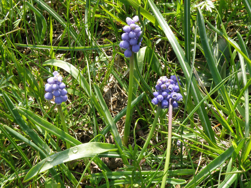 Muscari botryoides subsp. botryoides (Liguria)